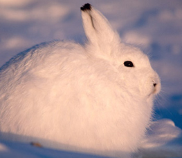 hare in snow